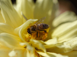 Пчелиный яд