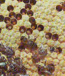 Биополе пчелы